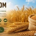 Gandom: Meaning, Benefits, Cultivation and Why Wheat is Called Gandom in 2026